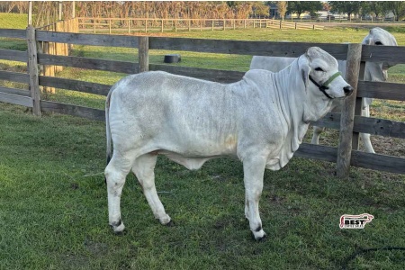 LOT 10 - MISS RHR K-BRAND 131