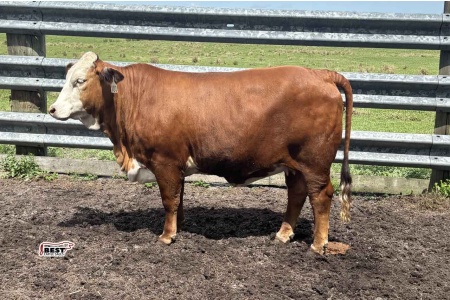 LOT 14 - K BRAND SASSY 199