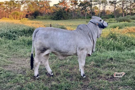 LOT 03 - MISS RAFTER T 162