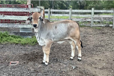 LOT 05 - KR LADY SUTTON 320