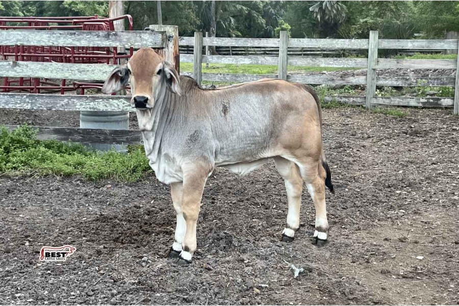 LOT 05 - KR LADY SUTTON 320