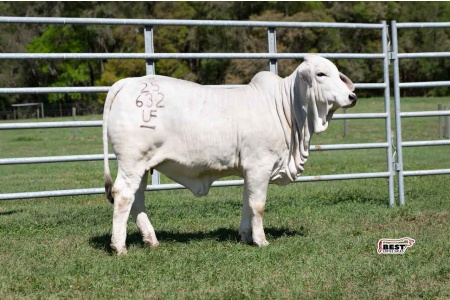 LOT 02 - UF MISS GATOR 25/632