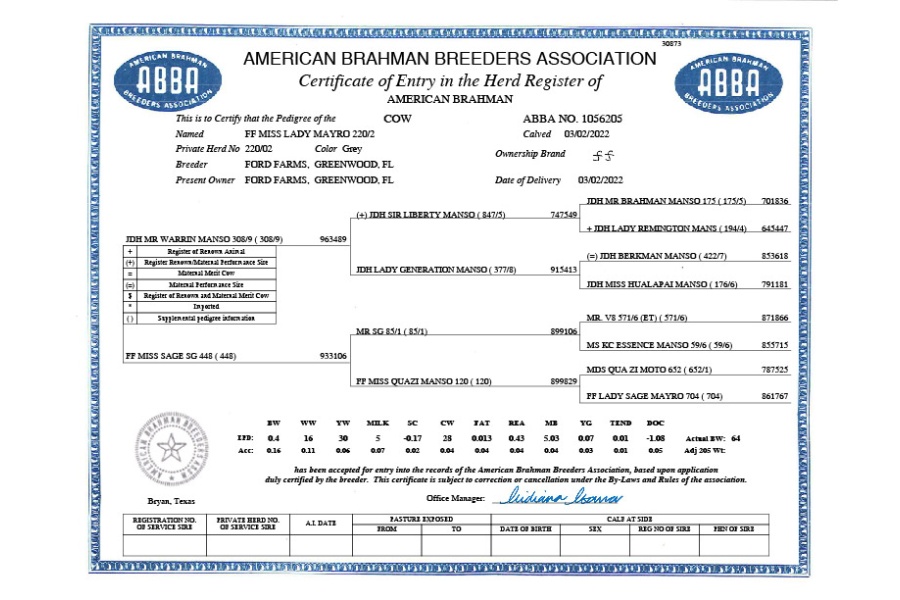LOT 03B - FF MISS LADY MAYRO 220/2