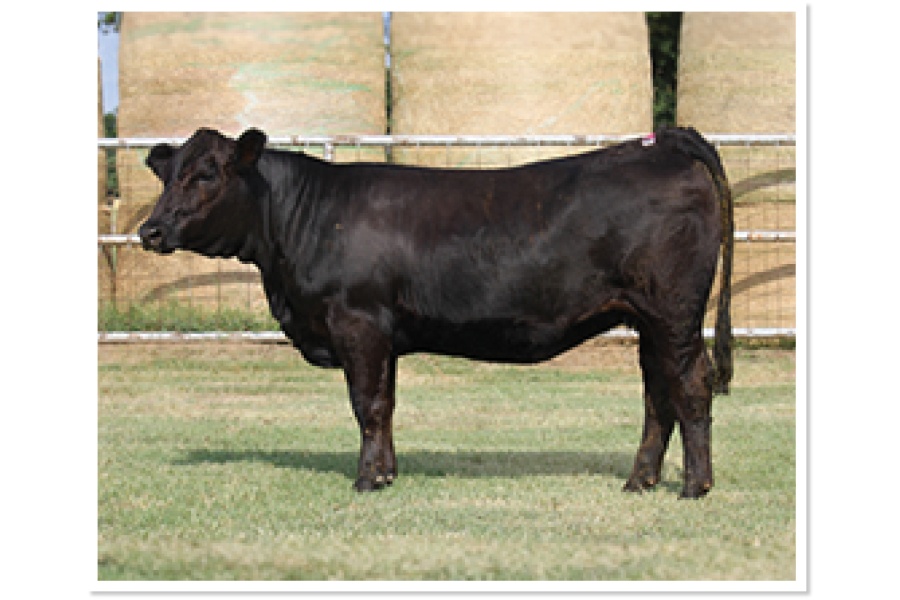 LOT 16 - 3LSR / 4B JO ANNA
