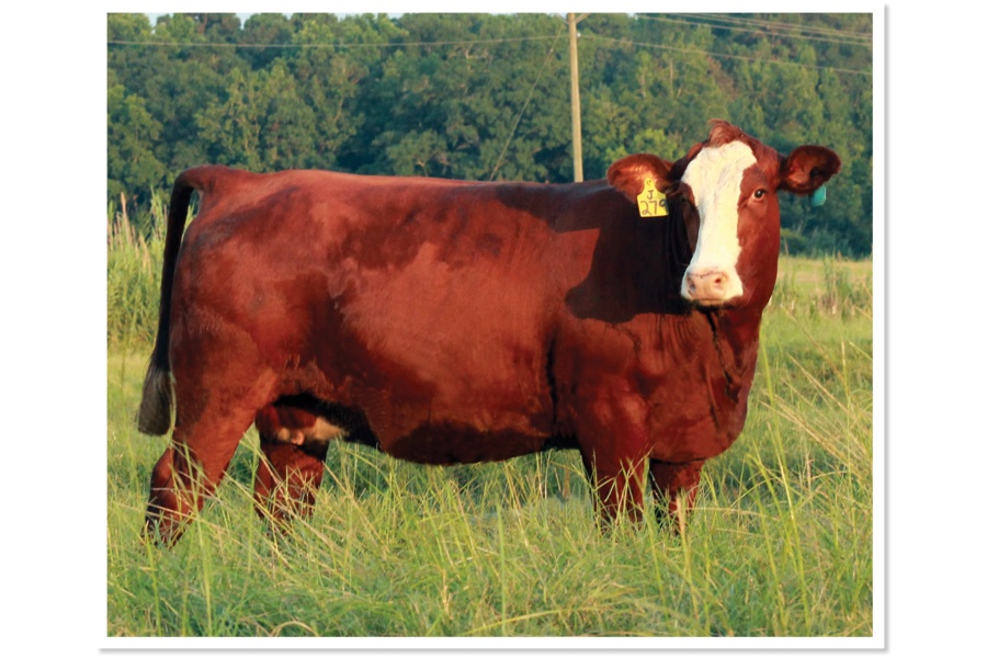 LOT 41 - MS STRACK J279