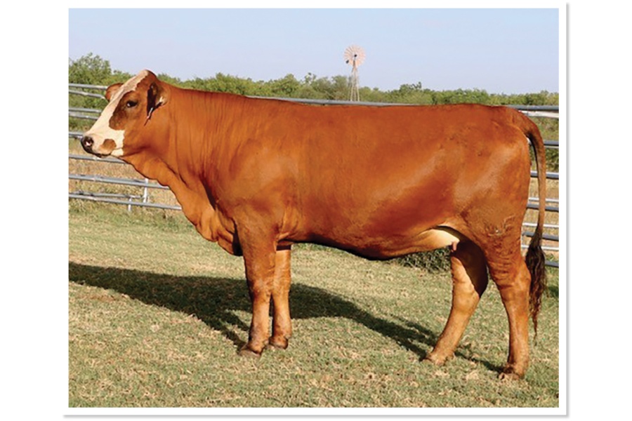 LOT 43 - MCR BADGER ME ELSEWHERE J17