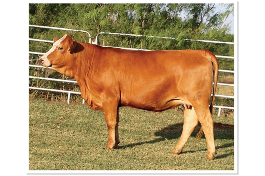 LOT 49 - MCR SHU FLY J55