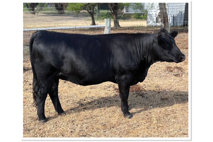 LOT 52 - 4PR MS JOANN J09