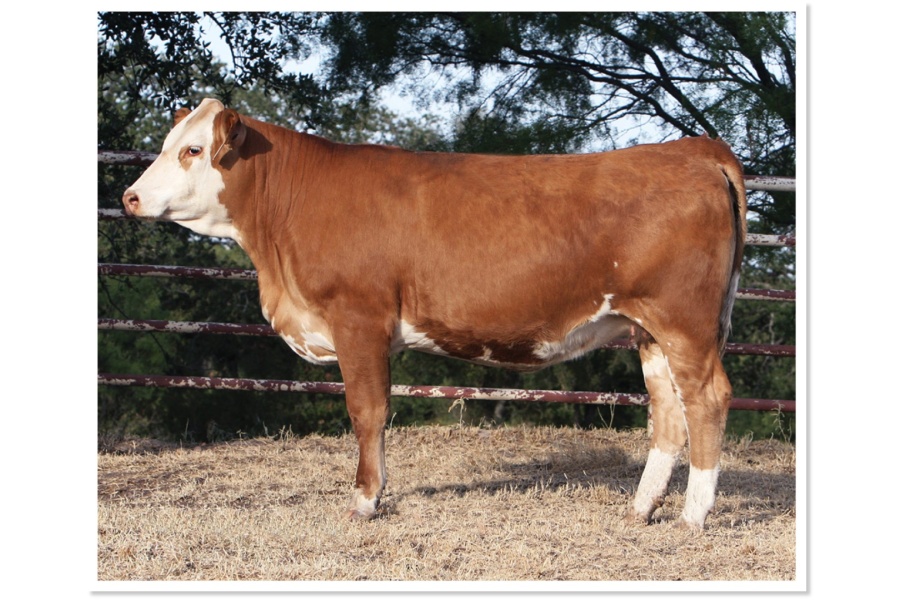LOT 53 - SOT POLLED NEW J259E