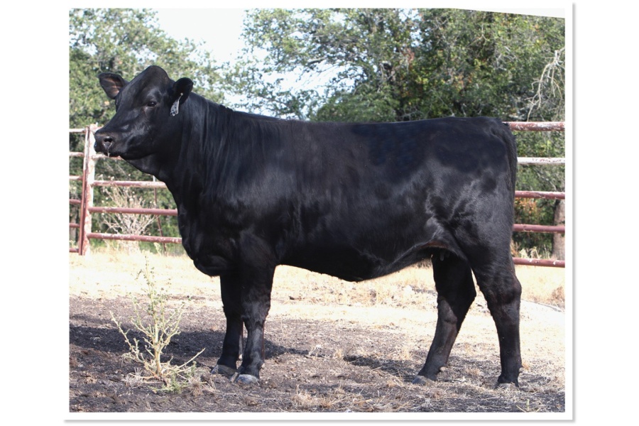 LOT 56 - SOT JOSS J241