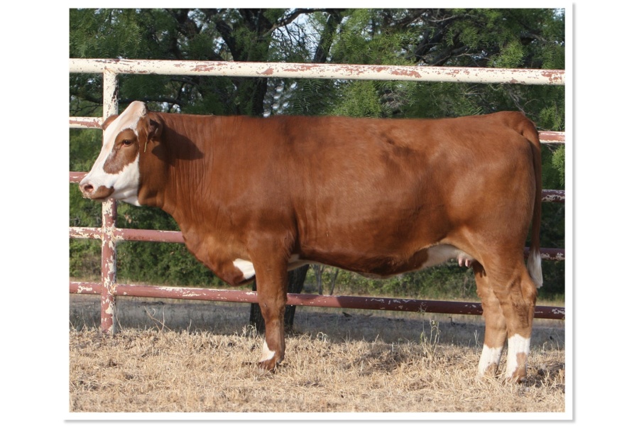 LOT 57 - SOT JUNI J247