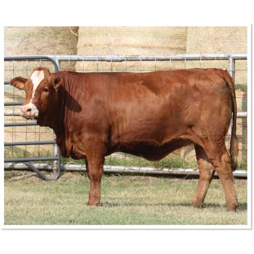 LOT 58 - 3LSR RED RIVER CATE