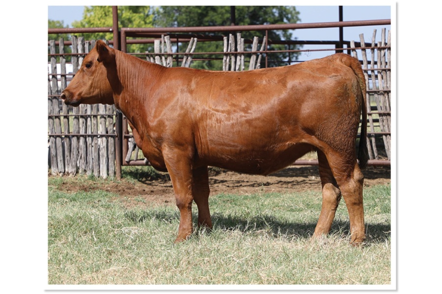 LOT 60 - WHT MISS MALIBU MALBEC