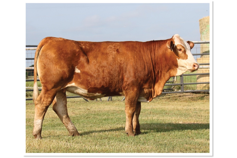 LOT 61 - STARK KYNLEE 5FK