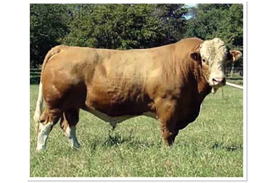 LOT 65 - BHR ORANGE RIVER G558E - 2 STRAWS OF SEMEN