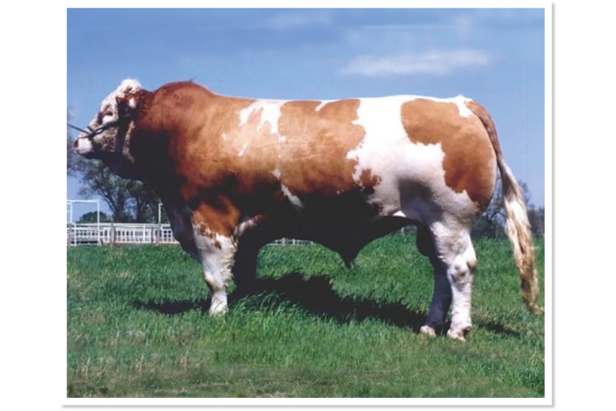 LOT 66 - GREAT GUNS PAULI 27Z - 10 STRAWS OF SEMEN