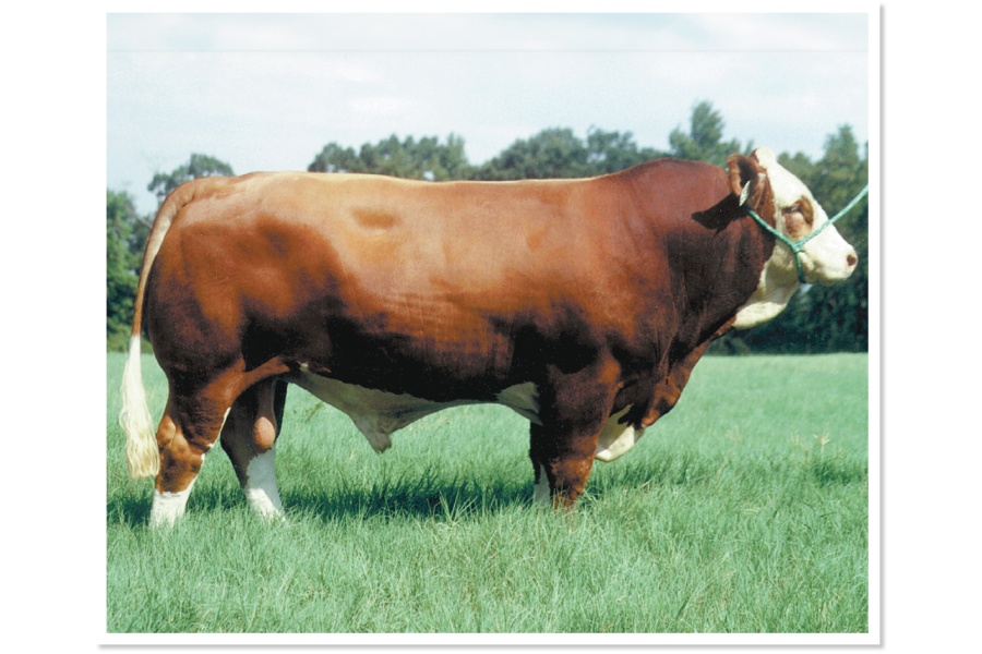 LOT 67 - MR JMC JOHANN J305 - 10 STRAWS OF SEMEN