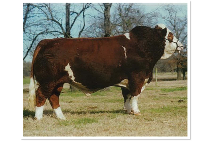 LOT 68 - MR JMC PANDA J316 - 10 STRAWS OF SEMEN