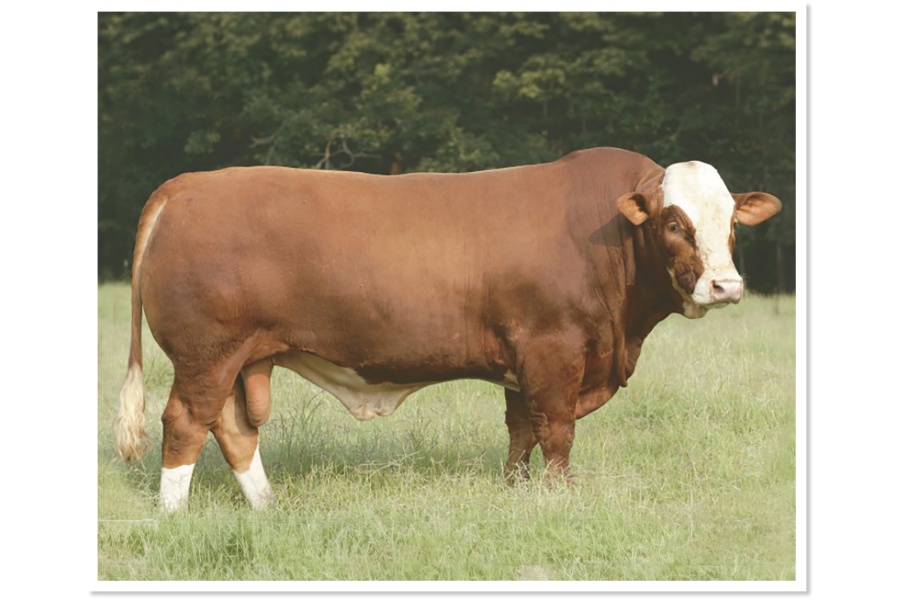 LOT 69 - IVR ROMMEL N53 - 10 STRAWS OF SEMEN