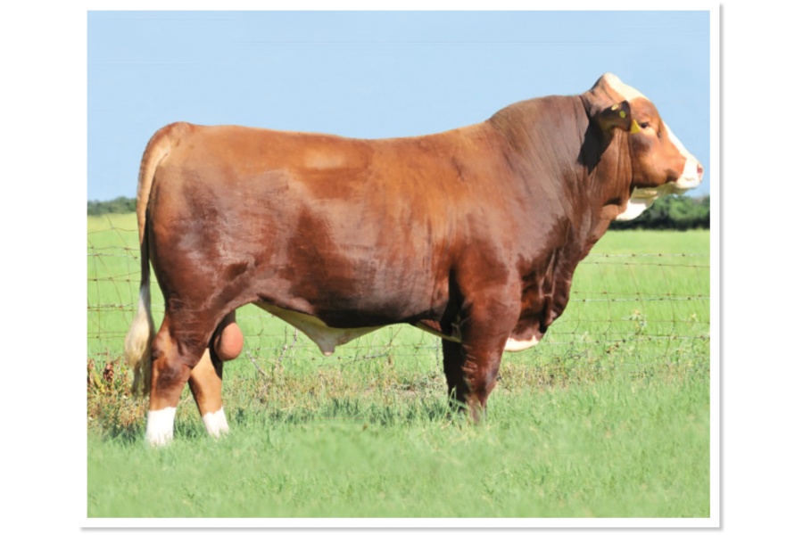 LOT 70 - GIBBONS EXPERTISE - 10 STRAWS OF SEMEN