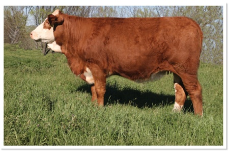 LOT 38 - SOT KAPRI K296