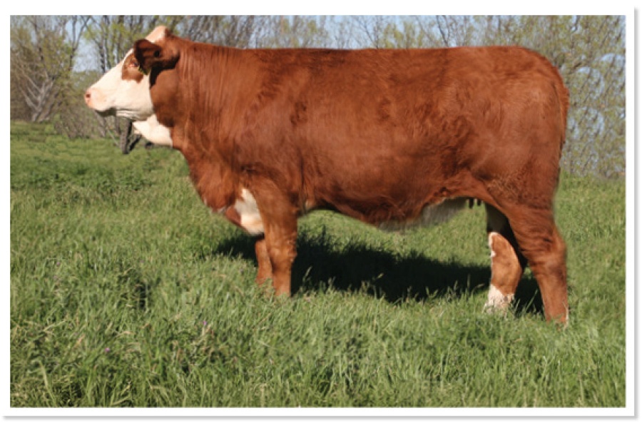 LOT 38 - SOT KAPRI K296