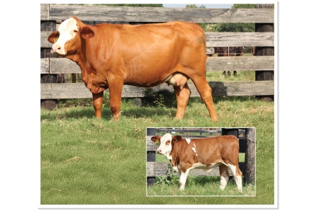 LOT 47 - MS STRACK J267
