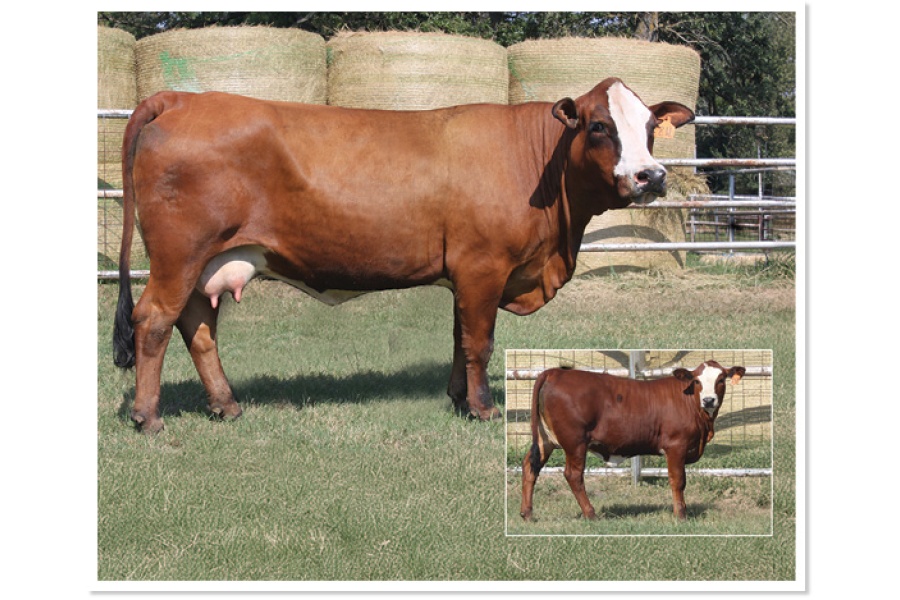 LOT 49 - PRR SHE`S PRECIOUS 2H