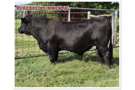 LOT 03 - KRP HARD NOT TO LOVE