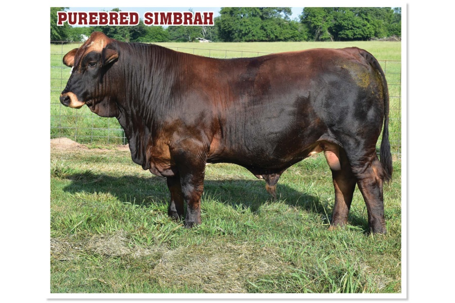 LOT 04 - KRP DANGER ZONE