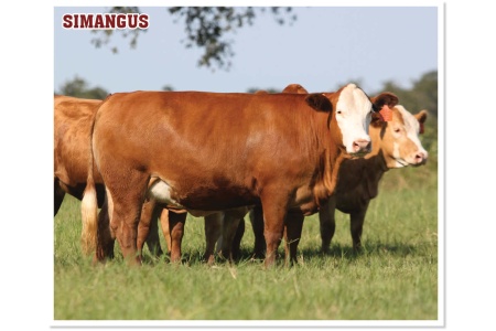 LOT 07 - 4B LAYLA 31M