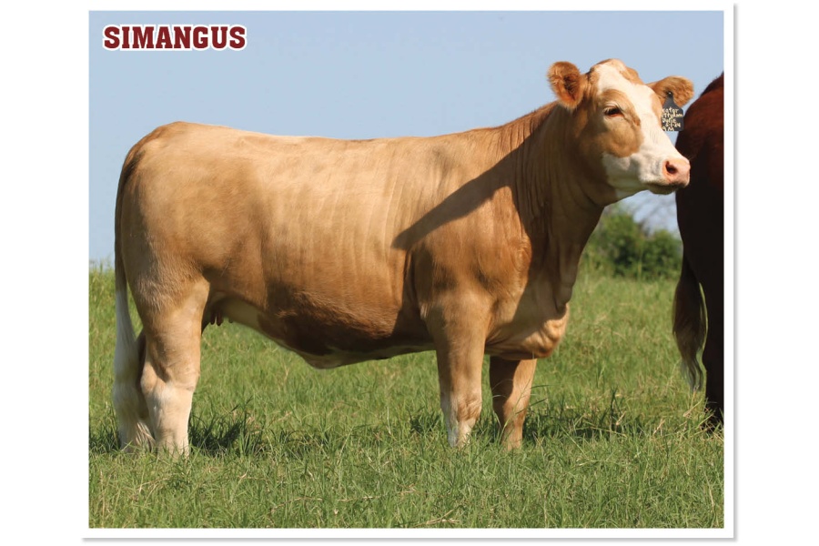 LOT 08 - 4B JULIE 39M