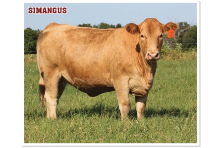 LOT 09 - 4B AQUILA 41M