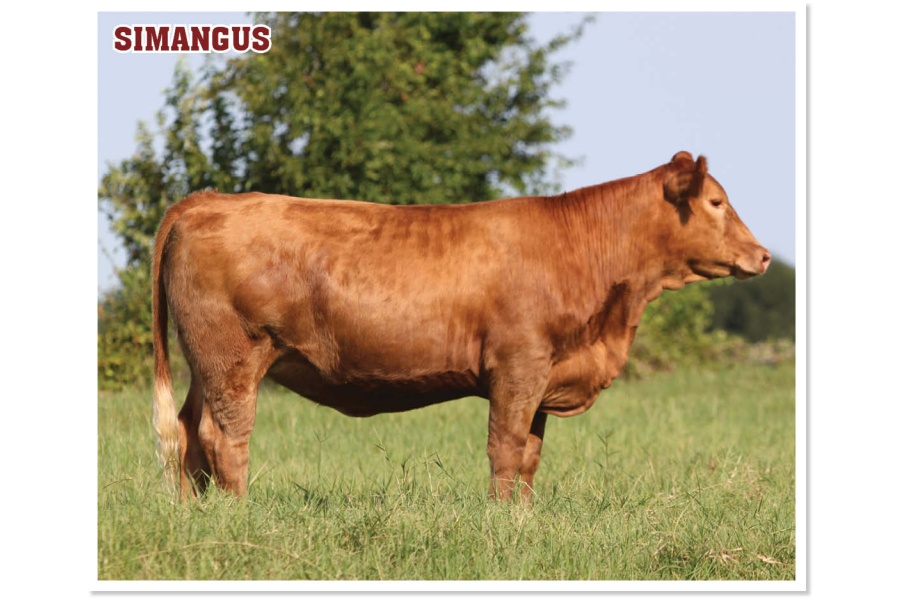 LOT 13 - 4B DANDY 57M