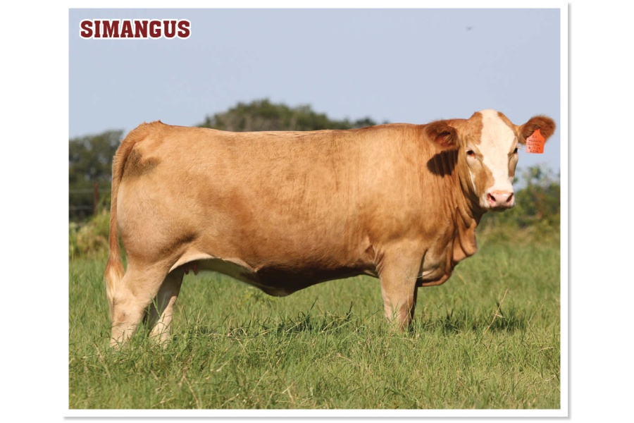 LOT 14 - 4B ALOHA 60M