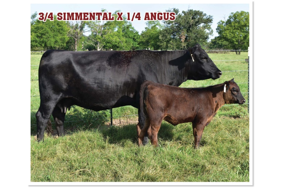 LOT 18 - RP/CMFM BUILT TO LOVE J072