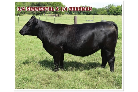 LOT 21 - POWELL`S SALLY