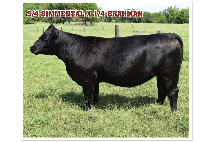 LOT 21 - POWELL`S SALLY