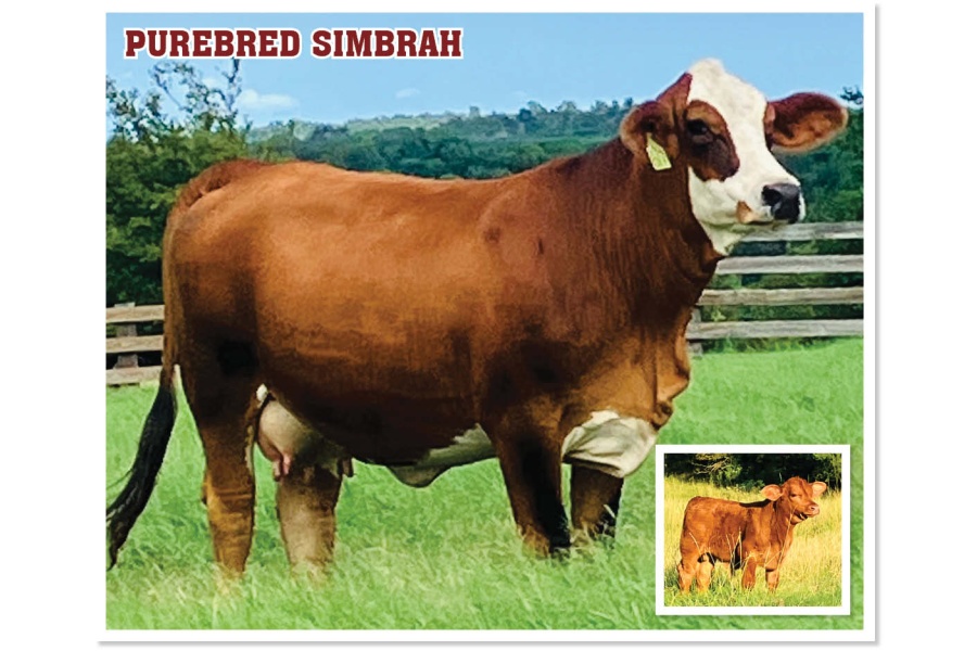 LOT 37 - MS STRACK L617