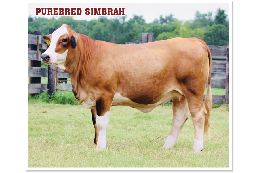 LOT 39 - MS STRACK L686