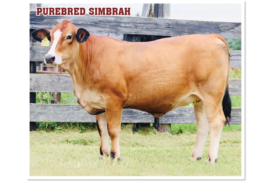 LOT 40 - MS STRACK M707