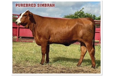 LOT 41 - MCR MS BELLE AMARA L504