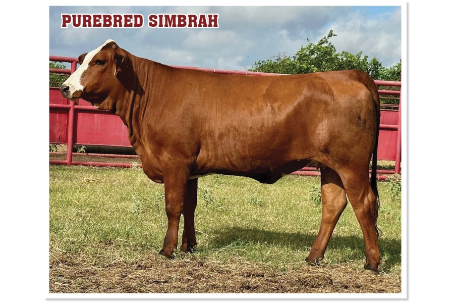 LOT 41 - MCR MS BELLE AMARA L504