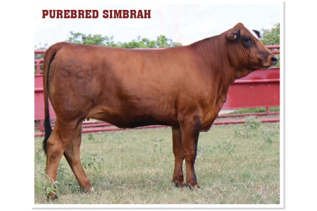 LOT 42 - MCR TUESDAY`S GIRL L524