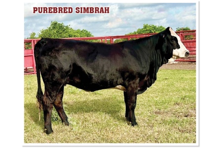 LOT 43 - MCR PRINCESS OF MCRANCH L551