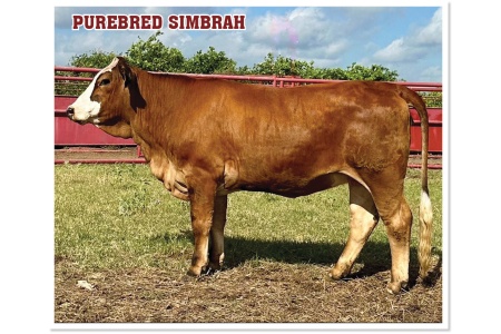 LOT 44 - MS BUTTERCUP L605