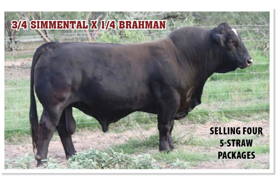 LOT 45C - 6G/LMC RAJIN CAJUN W908 - FIVE (5) STRAW PACKAGE -  FINAL PRICE IS FIVE (5) TIMES PRICE BID