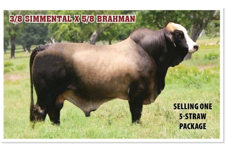 LOT 47 - LMC BBS MASTERPIECE 1H/23 - FIVE (5) STRAW PACKAGE - FINAL PRICE IS FIVE (5) TIMES PRICE BID