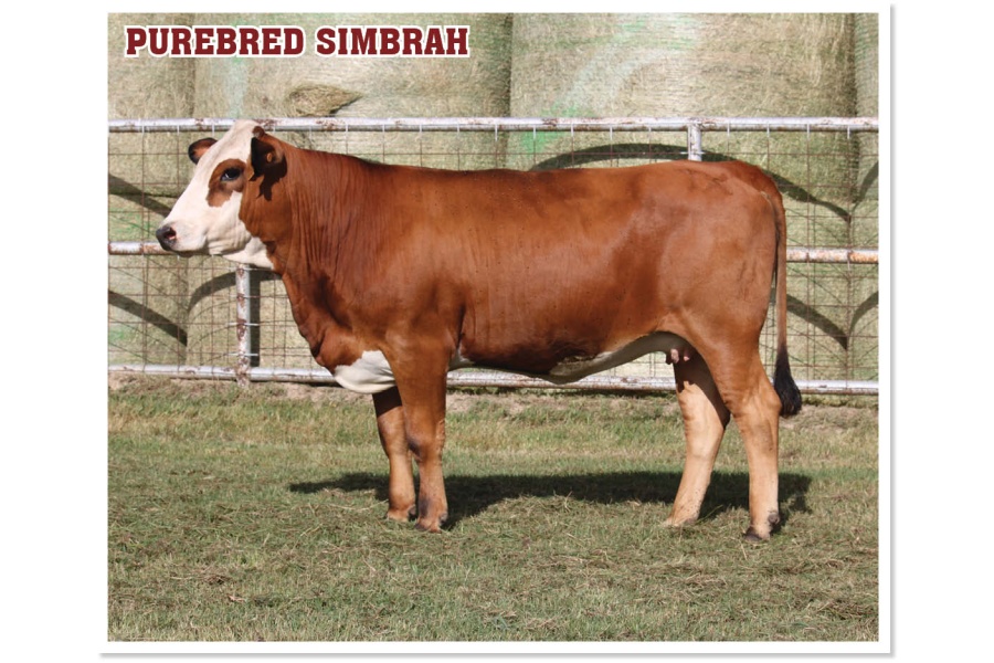 LOT 48 - PRR ANGELA 608L