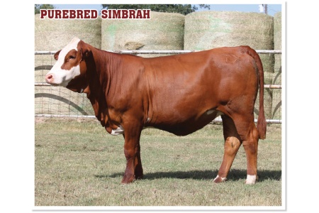 LOT 49 - PRR DESSA 611L